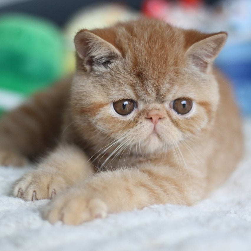 Centaur Exotic male, red tabby