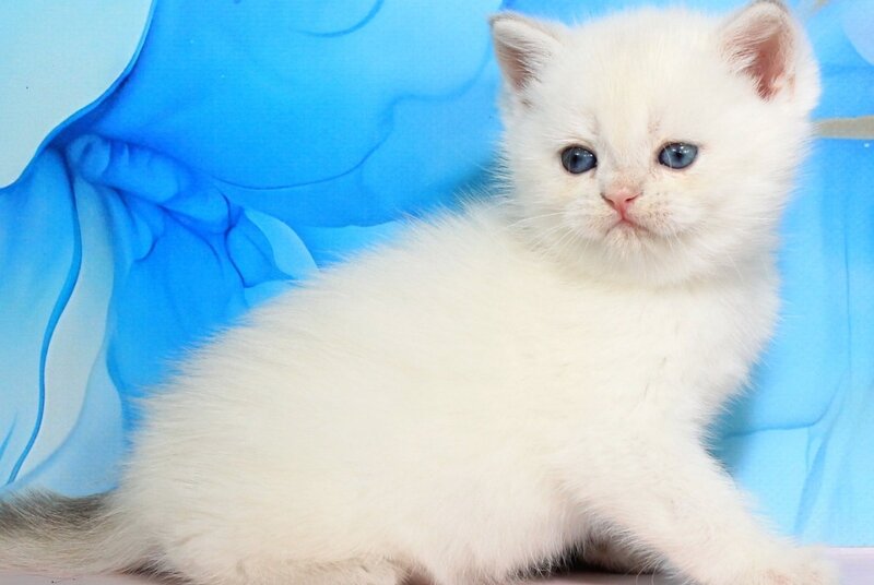 Quest British Shorthair male blue golden shaded pointed - live animals