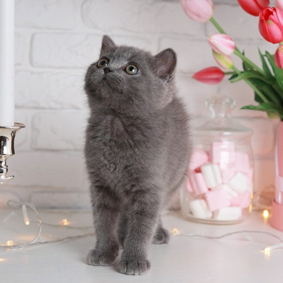 Alan British Shorthair male, blue
