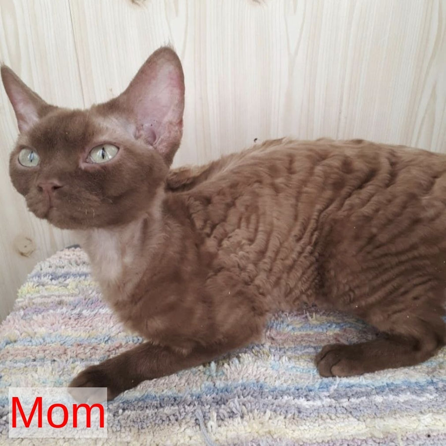 Felix Devon Rex male, blue