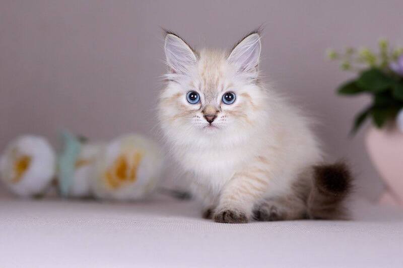 Halva Siberian female black tabby pointed - live animals