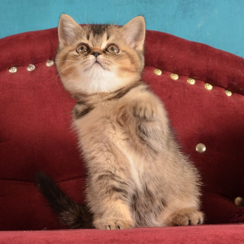 Iriska Scottish Straight female, black ticked tabby