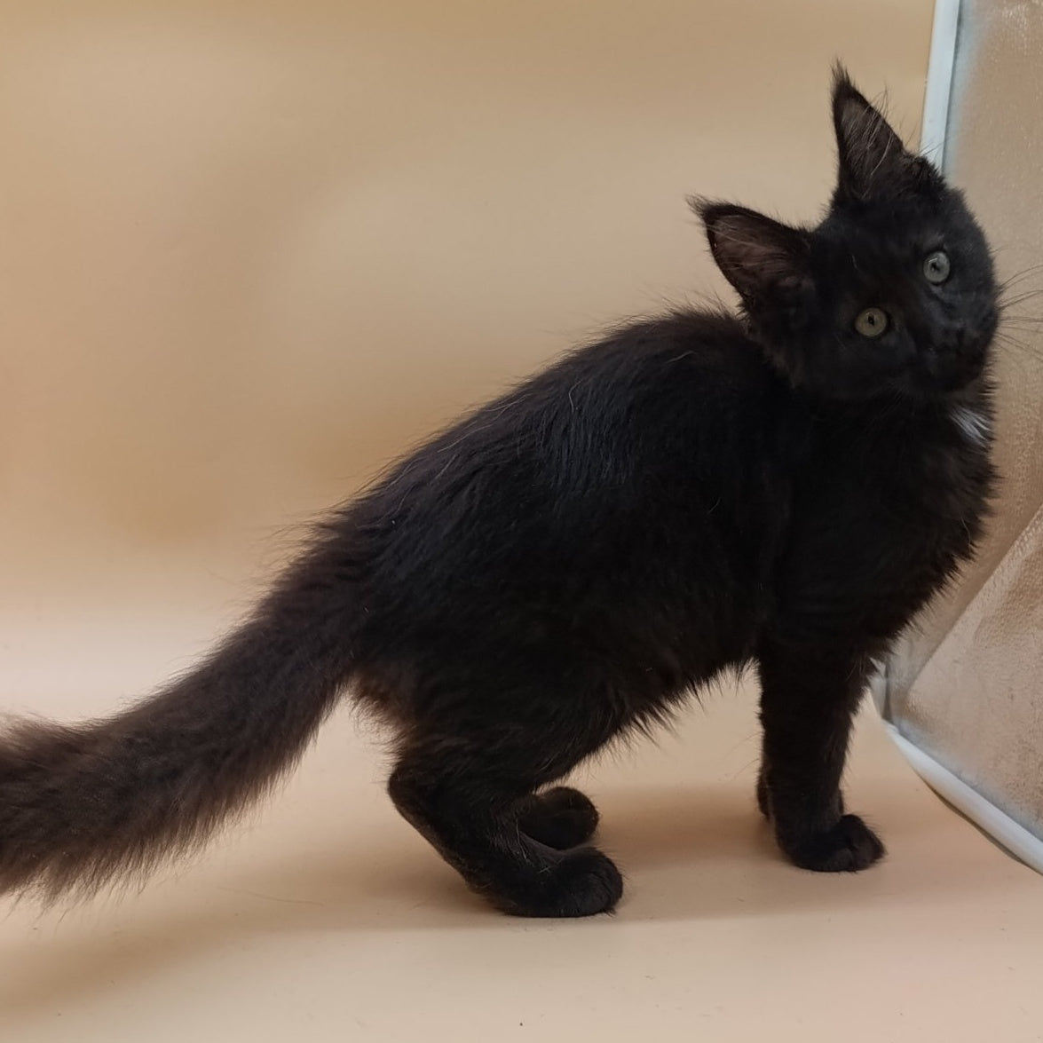 Onika Maine Coon female, black