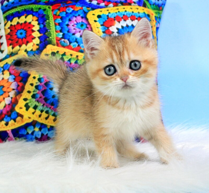 Raphael British Shorthair male, black golden shaded