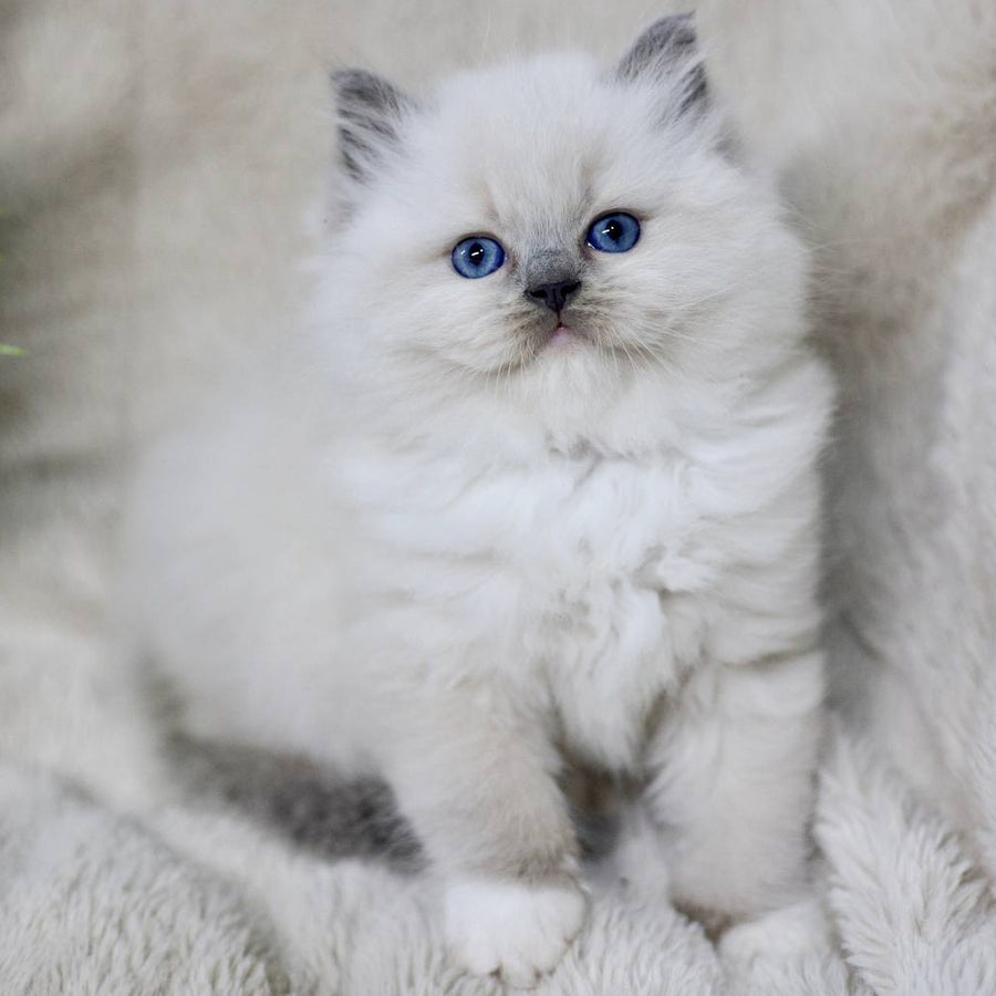 Rolex Ragdoll male, blue mitted