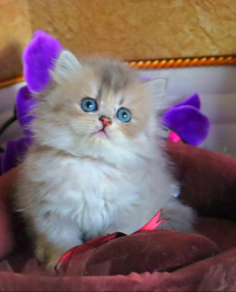 Ivory British Longhair female, blue golden ticked tabby