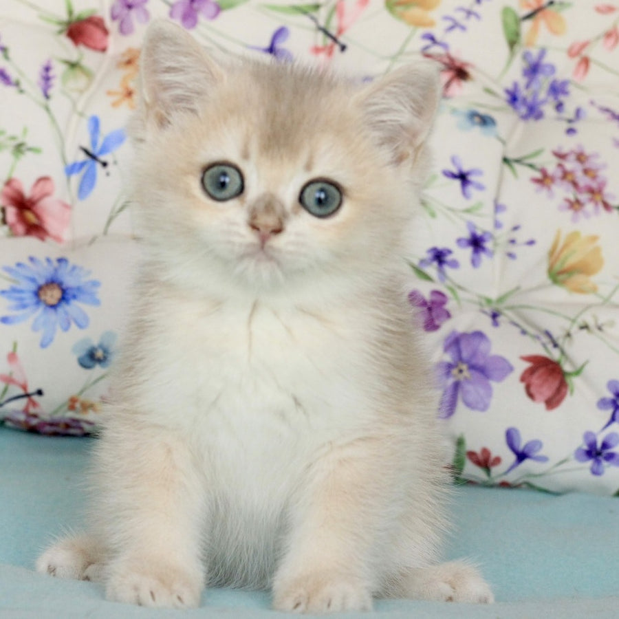 Webster British Shorthair male, blue golden chinchilla