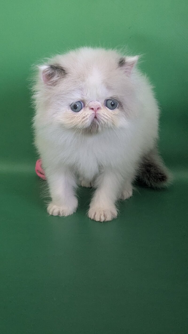 Nemо Persian male, cream pointed bicolour