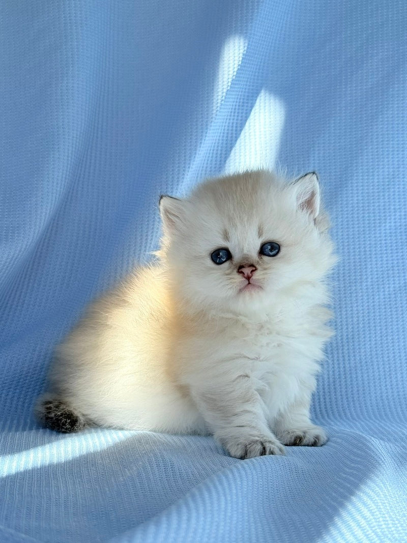 Knopa Munchkin female, pointed