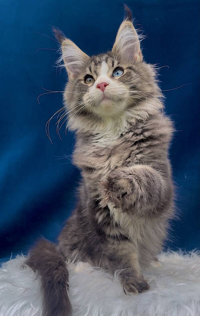 Gudvyn Maine Coon male, black ticked tabby bicolour