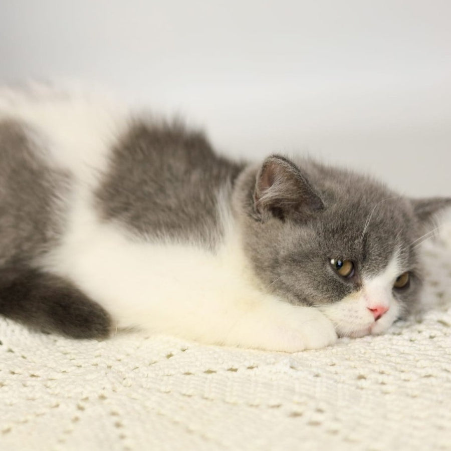 Mihael British Shorthair male, blue bicolour