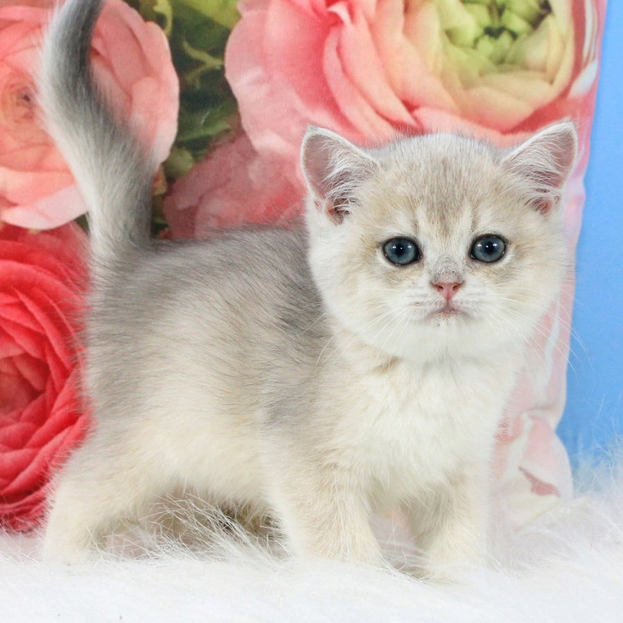 Tair British Shorthair male, blue golden shaded