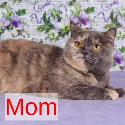 Like British Shorthair male, lilac