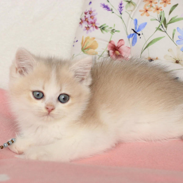 Watson British Shorthair male, blue golden chinchilla bicolour