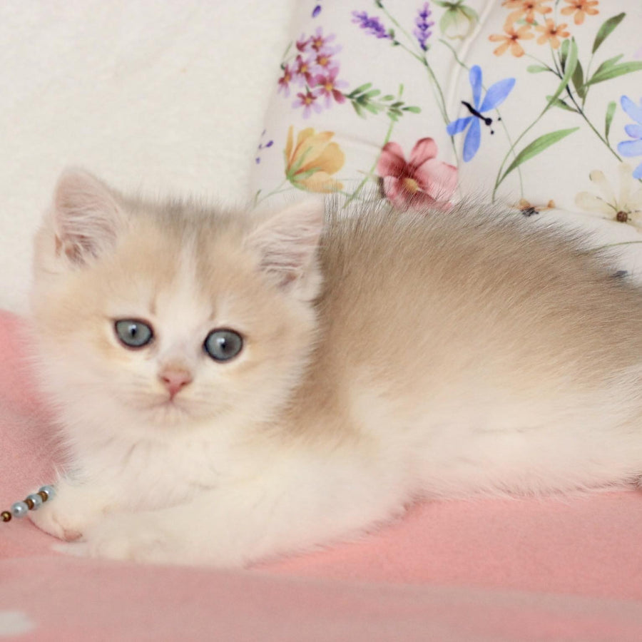 Watson British Shorthair male, blue golden chinchilla bicolour