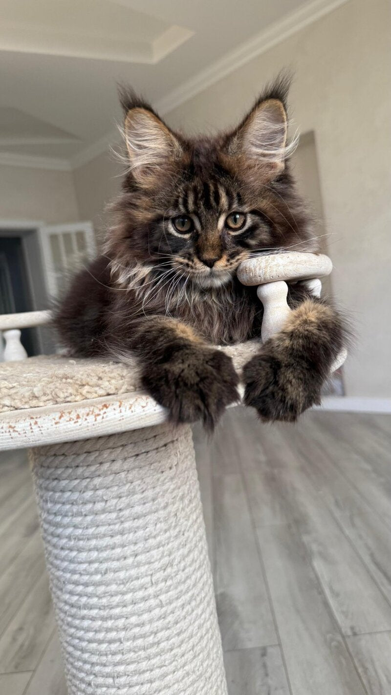 Unicum Maine Coon male, black tabby