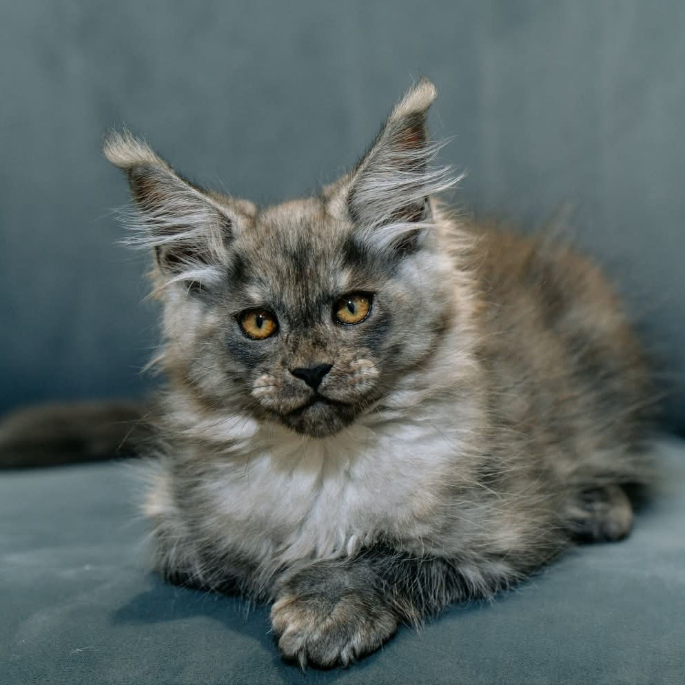 Bruno Maine Coon polydactyl male, black silver