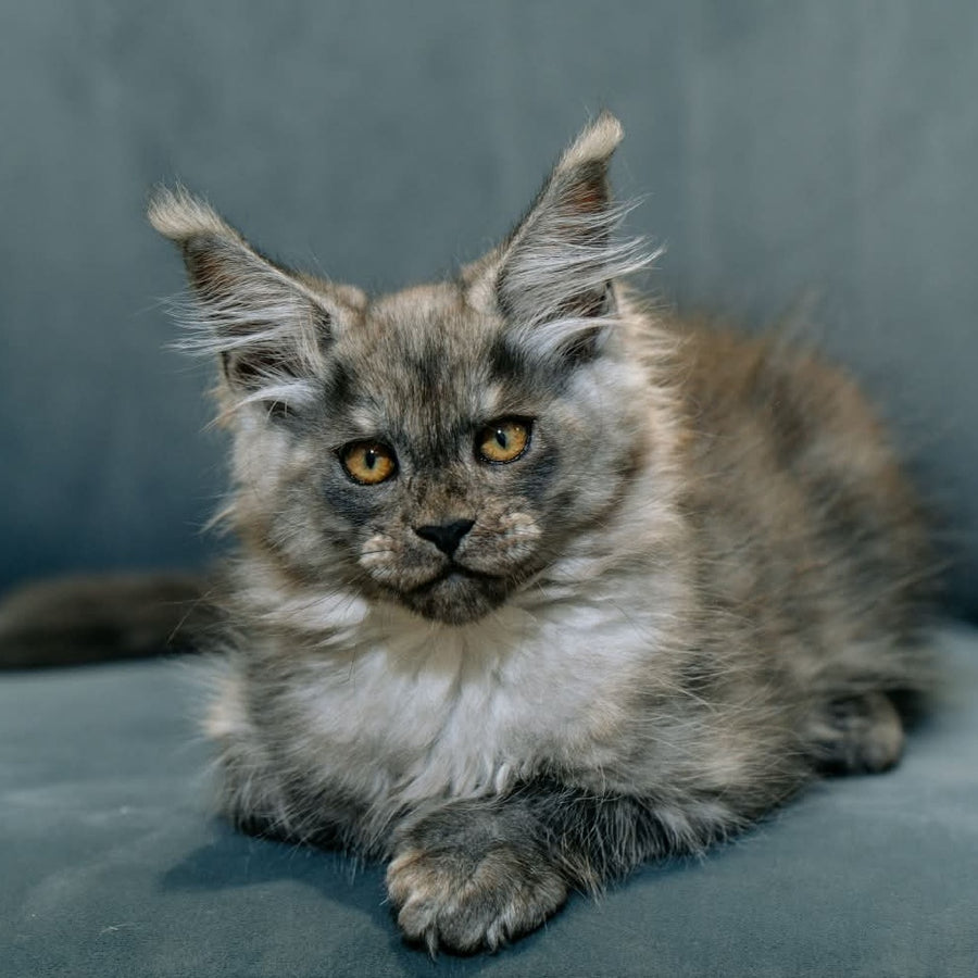 Bruno Maine Coon polydactyl male, black silver