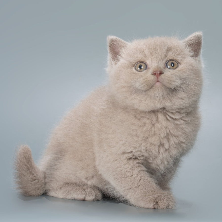 Fabian British Shorthair male, fawn