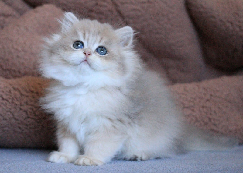 Multic British Longhair male blue golden shaded - live animals