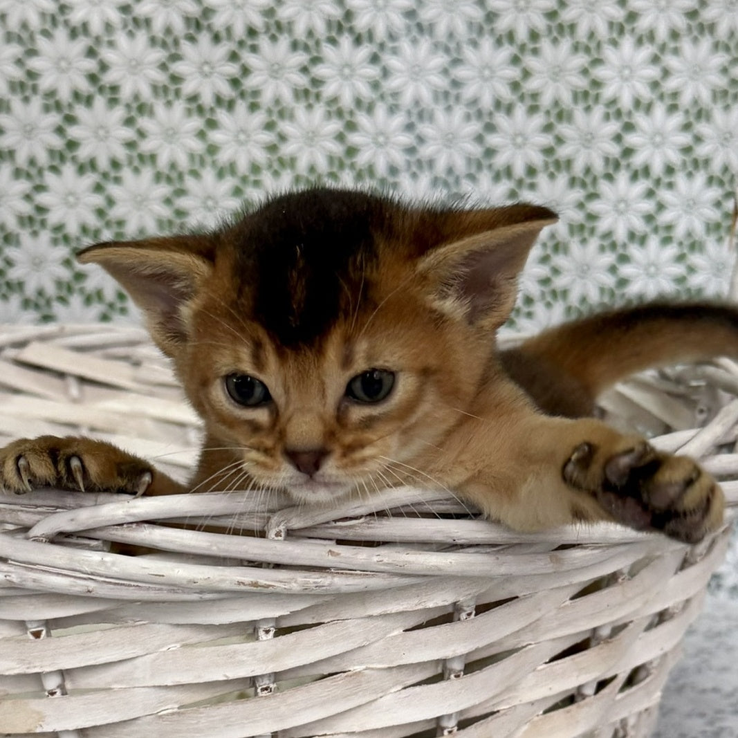 Leon Abyssinian male, ruddy