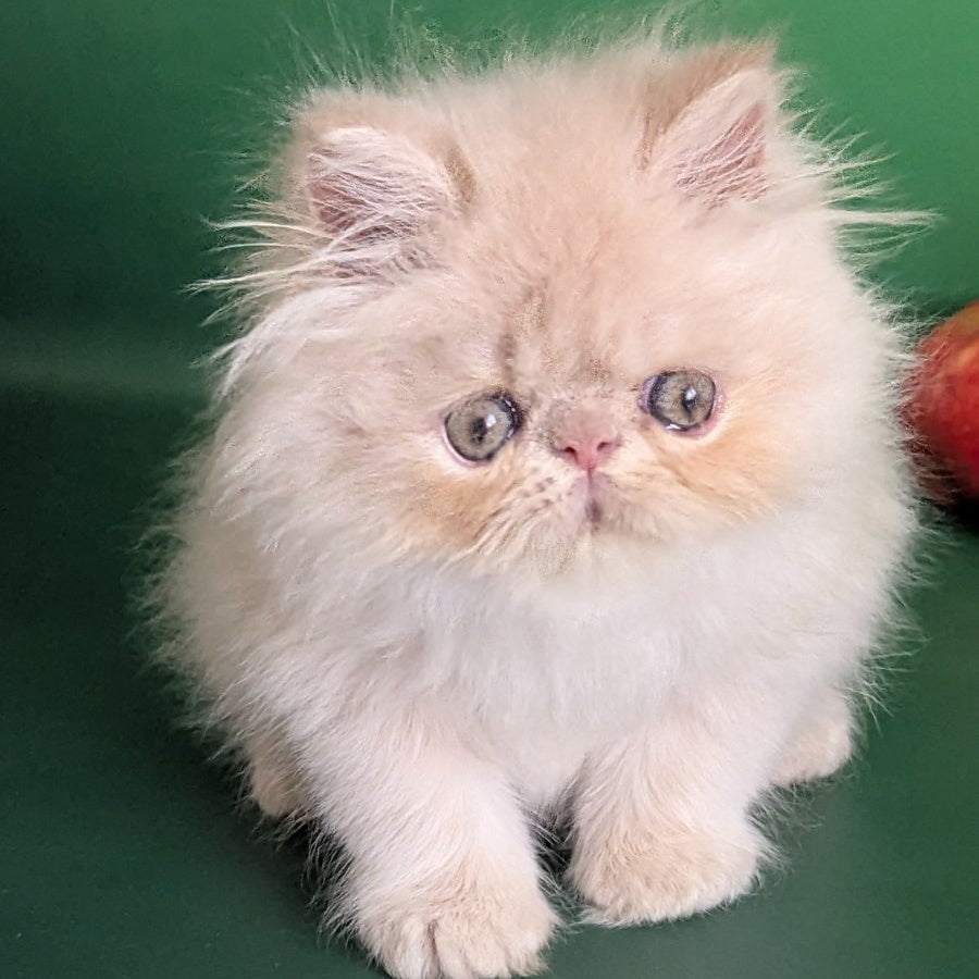 Tom Persian male, cream tabby