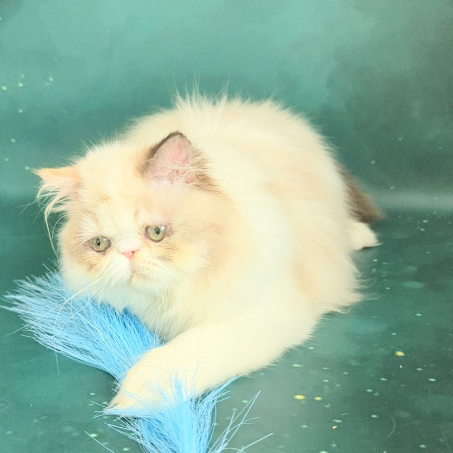 Nelli Persian female, blue tortie pointed bicolour