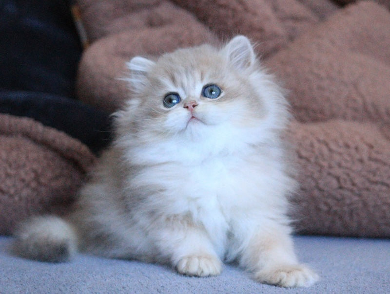 Multic British Longhair male blue golden shaded - live animals