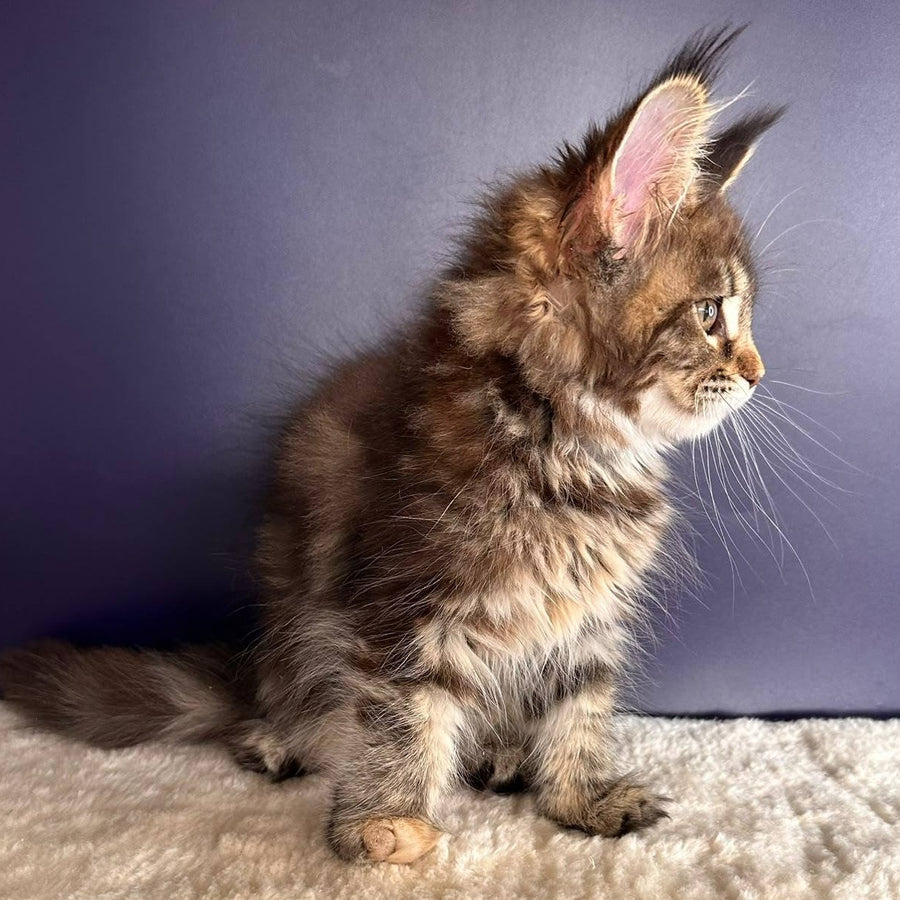 Tais Maine Coon female, black tortie tabby