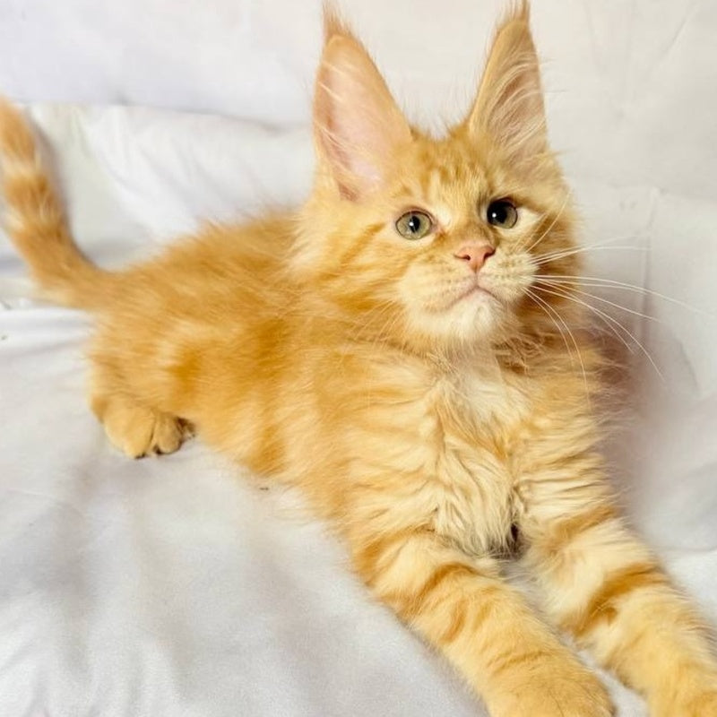 Luthor Maine Coon male, red tabby