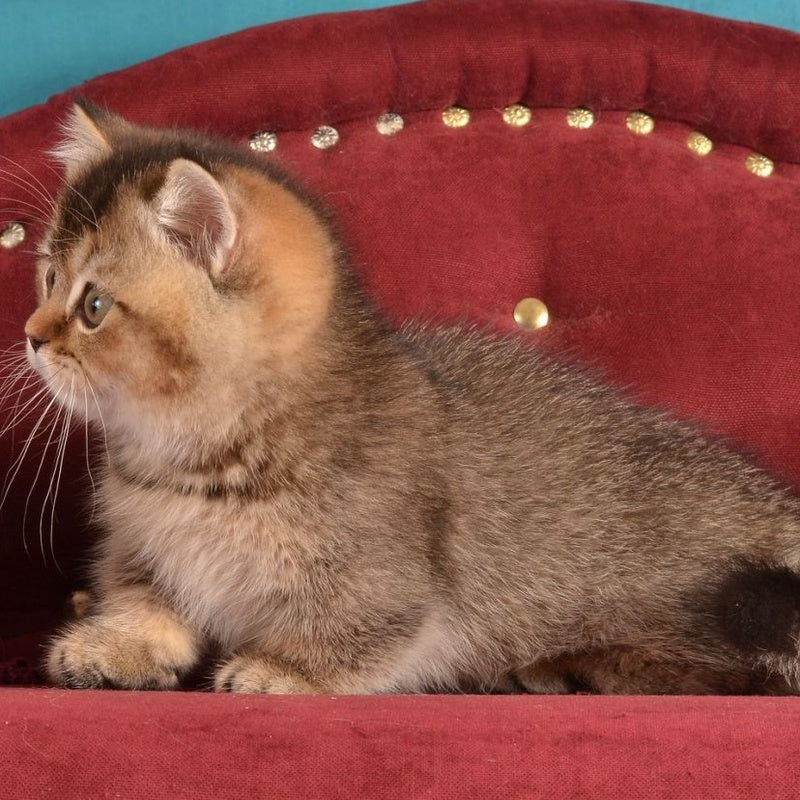 Hugo Munchkin male, black ticked tabby