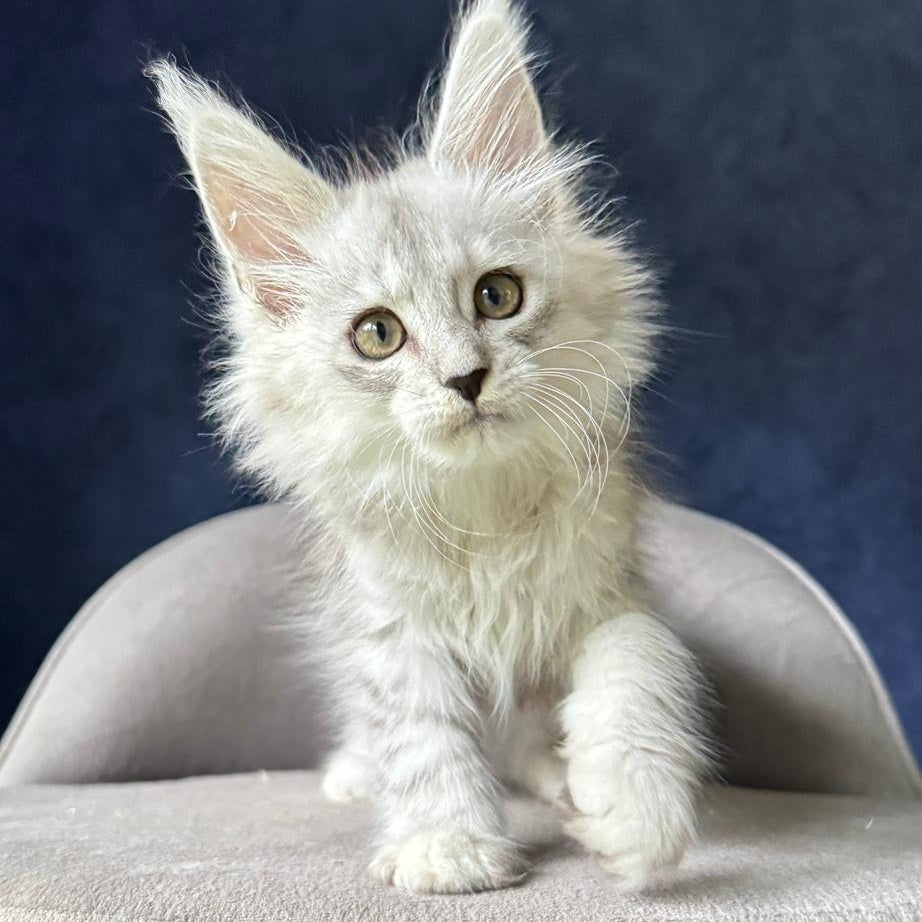 Yent Maine Coon male, black silver spotted tabby