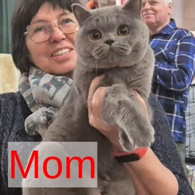 Bismark British Shorthair male, blue