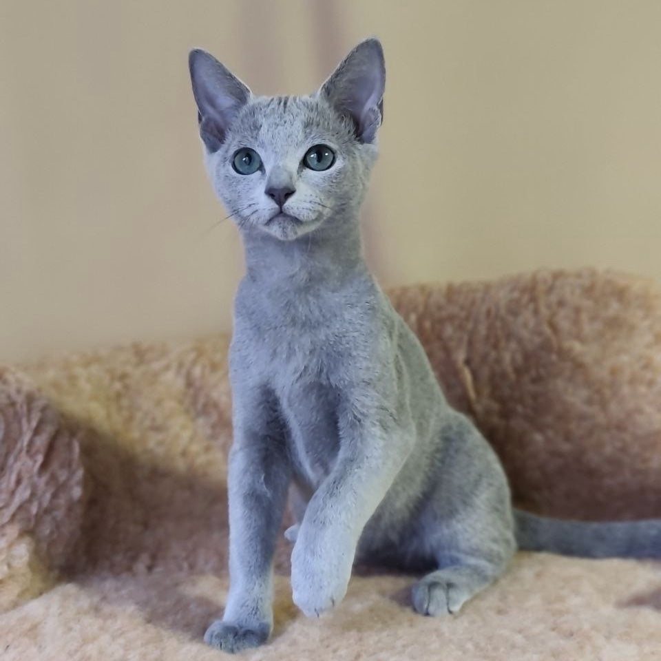 Les Russian Blue male, blue