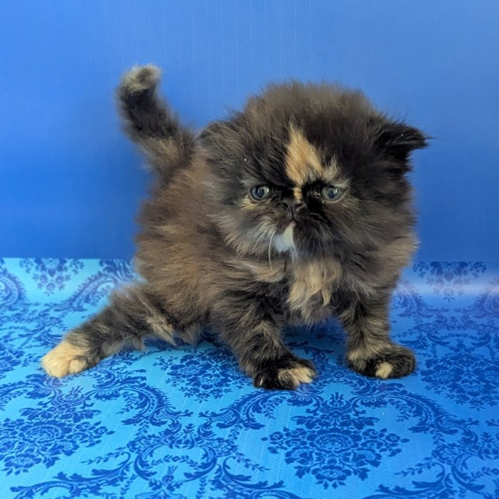 Savena Persian female, black tortie