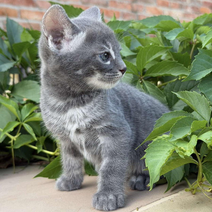 Calvin Bengal male, blue silver spotted tabby