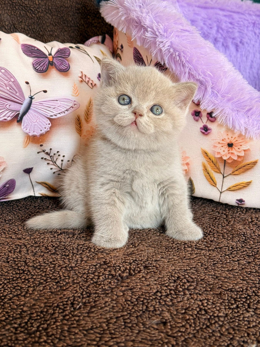 Boston British Shorthair male lilac - live animals