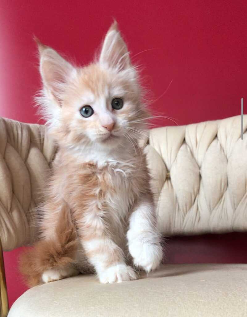 Yarik Maine Coon male, red silver tabby bicolour