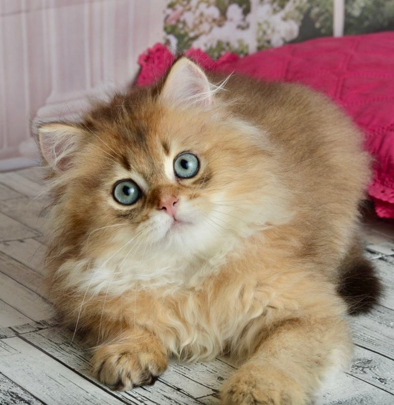 Sultan British Longhair male black golden shaded - live animals