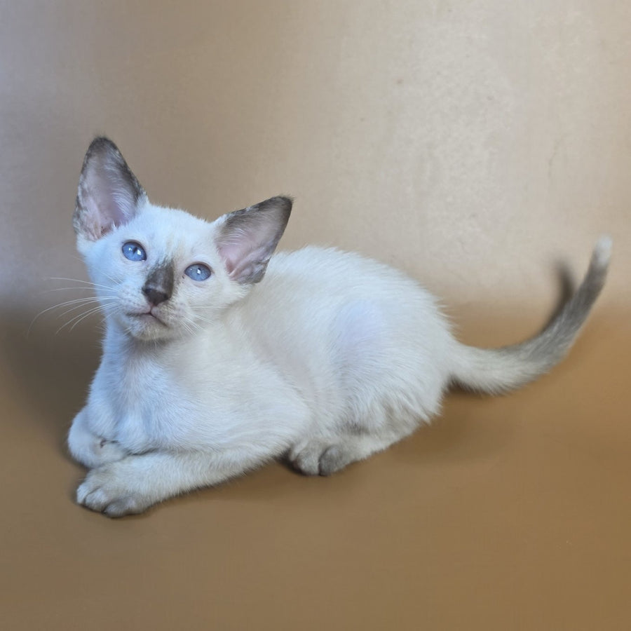 Eir Siamese female, black tortie