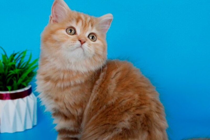 Lika Scottish Straight female, cinnamon tortie tabby