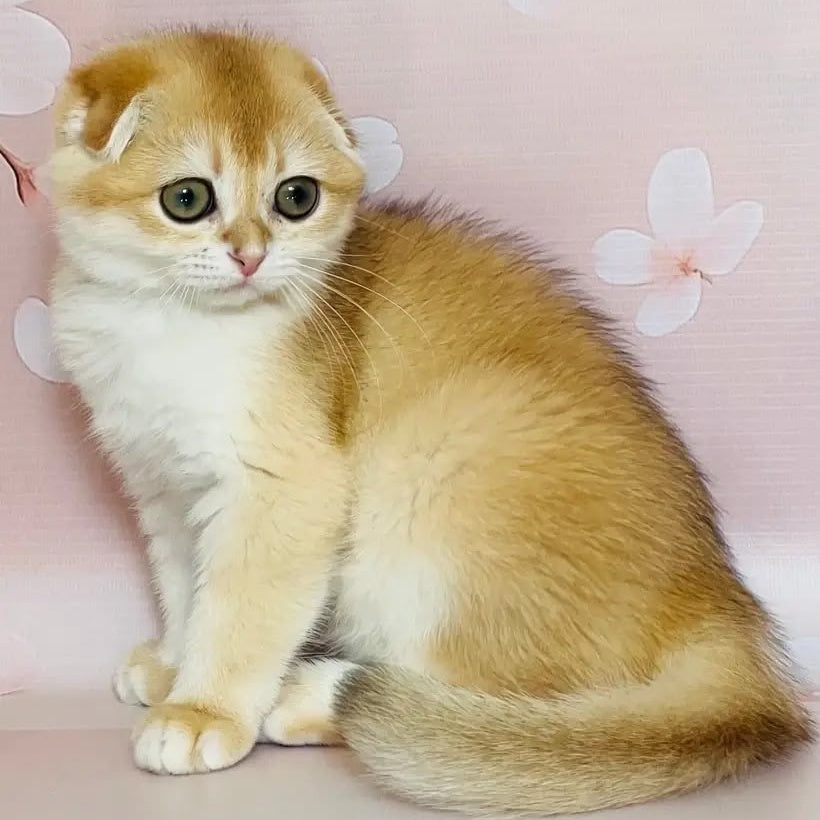 Keksik Scottish Fold male, black golden chinchilla