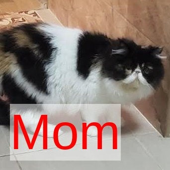 Sultan Persian male, cream pointed