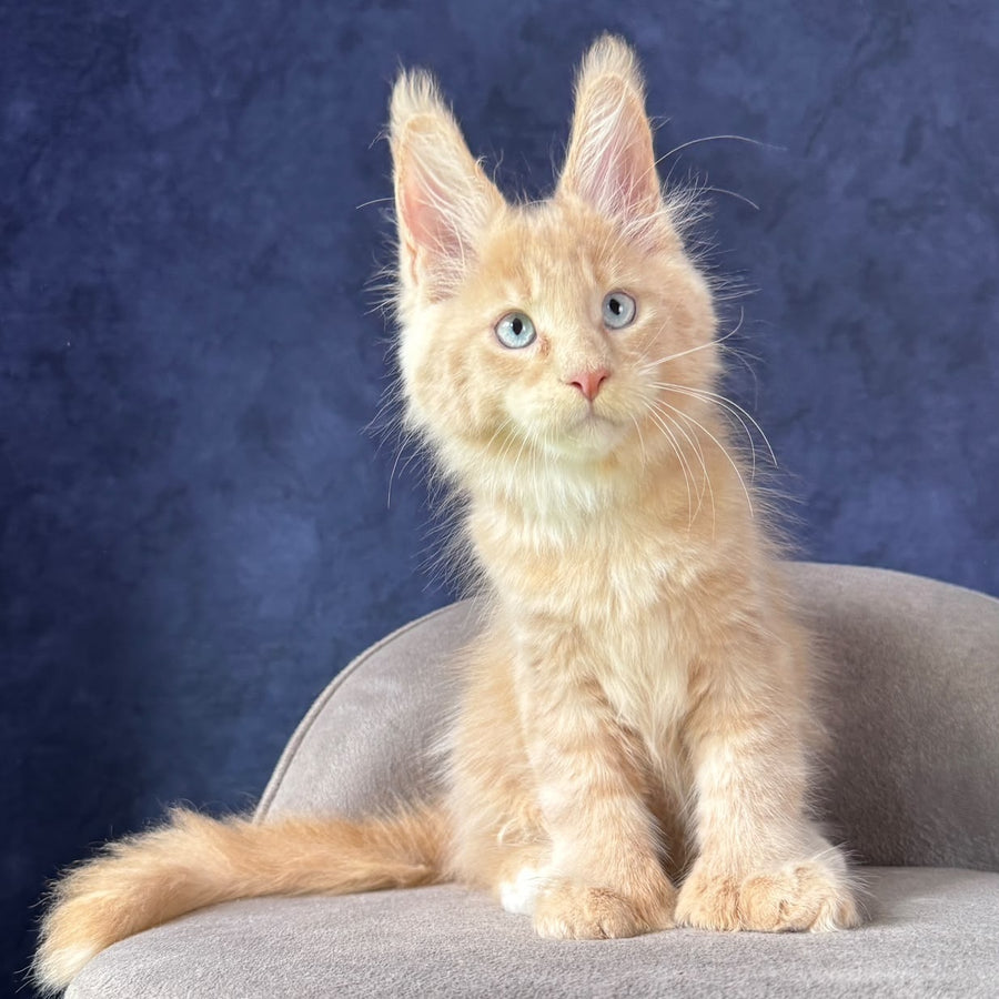 Rumbik Maine Coon polydactyl 6x6x6x6 male, cream with white
