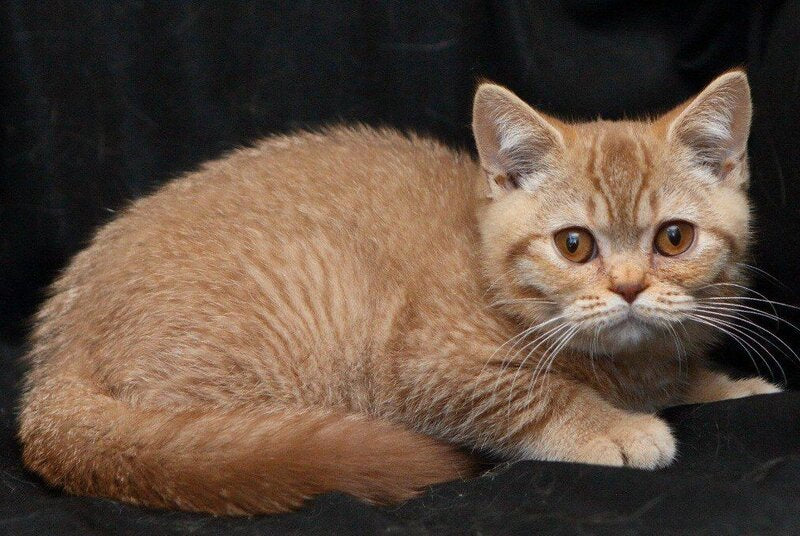 Murkit British Shorthair male, cinnamon ticked tabby