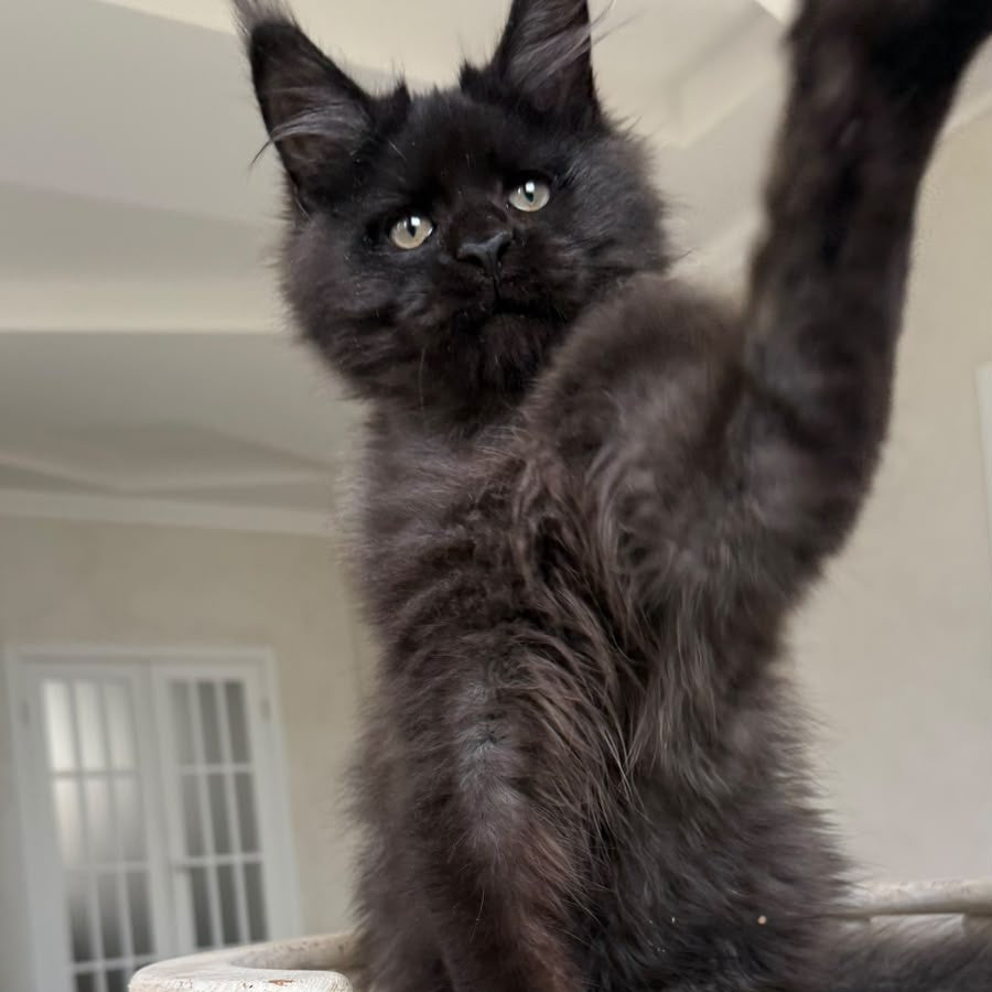Tibet Maine Coon male, black silver