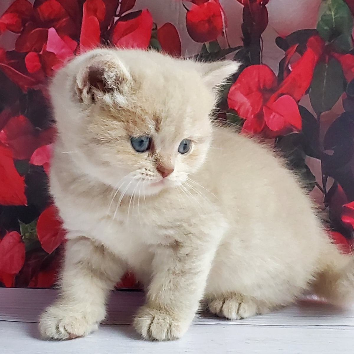 Holden British Shorthair male, lilac golden shaded