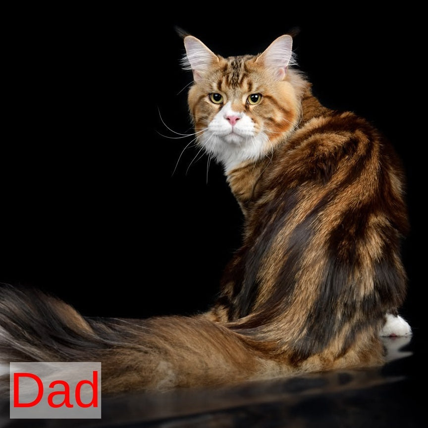 Zeus Maine Coon male, black with white tabby