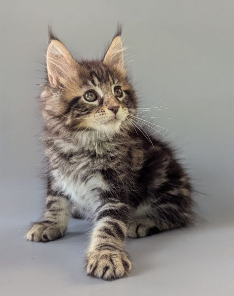 Harold Maine Coon male black tabby - live animals