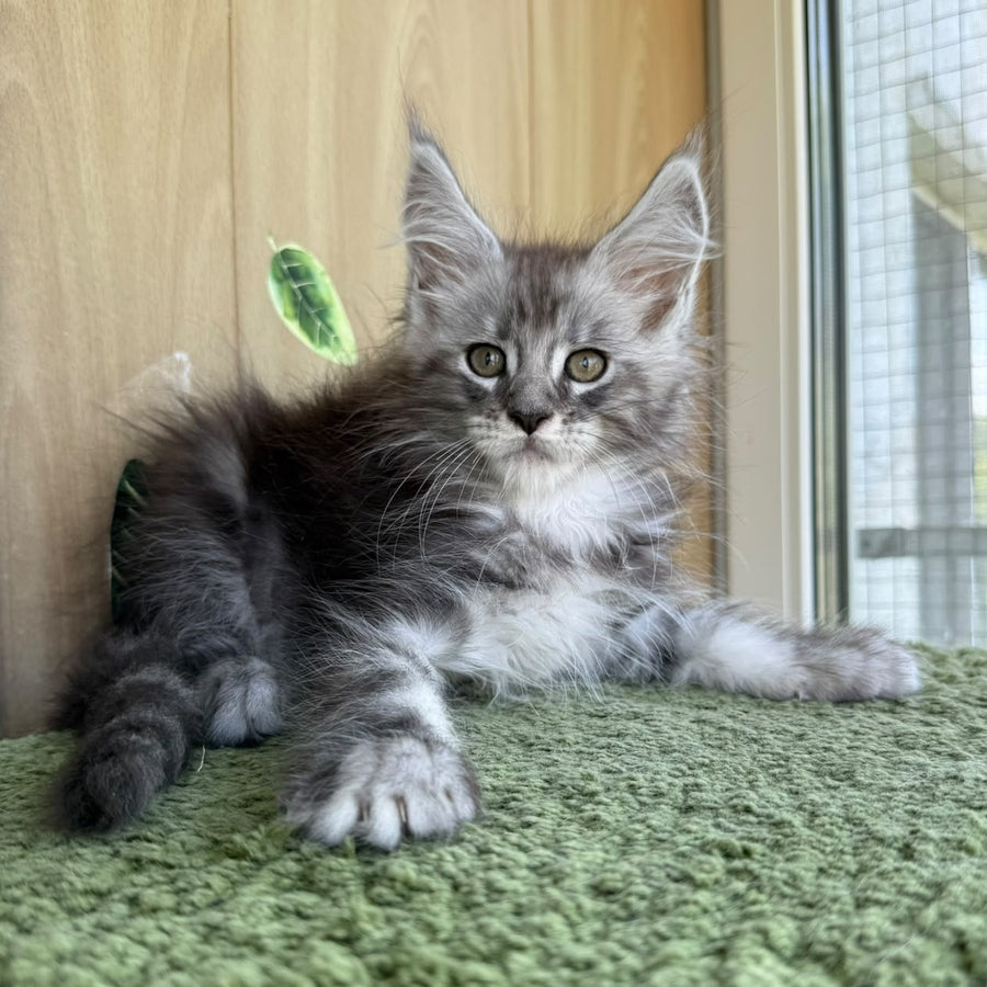 Aquatol Maine Coon male, black silver tabby